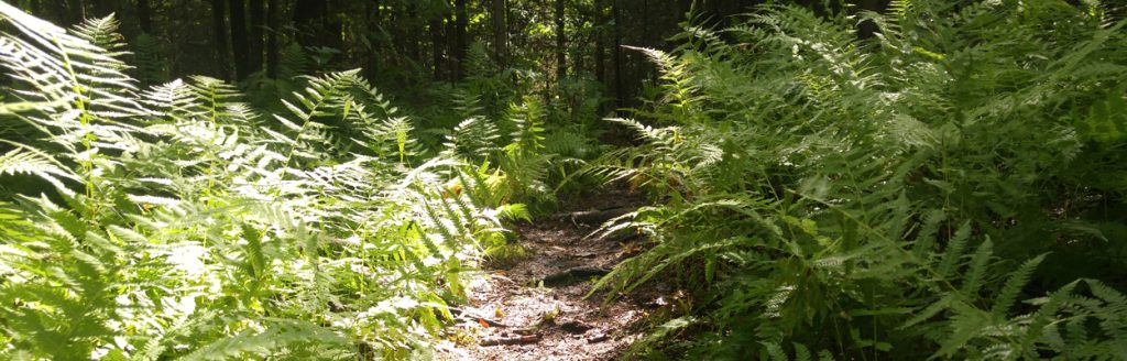 Fern-lined forest path