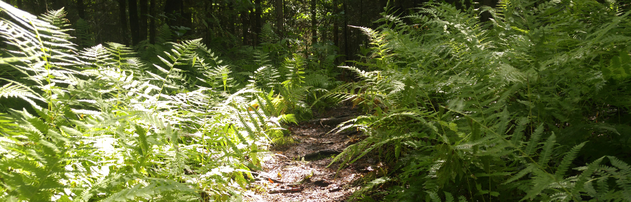 Fern-lined forest path