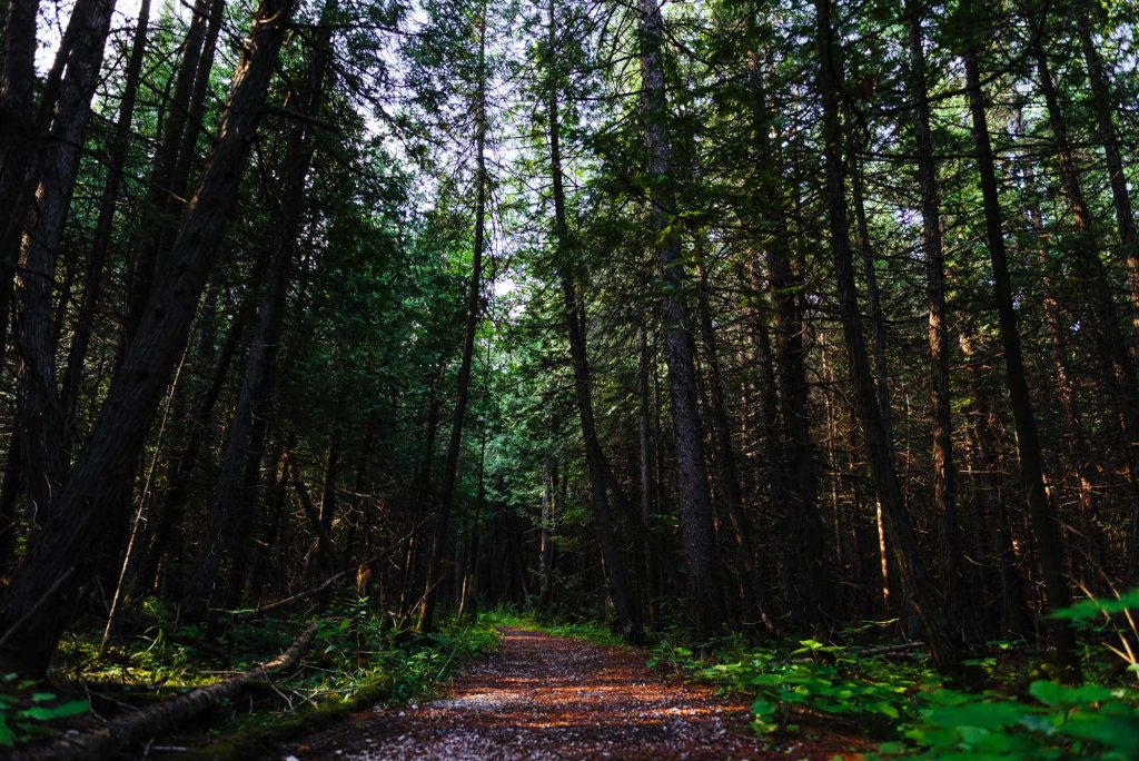 Trail oro medonte summer