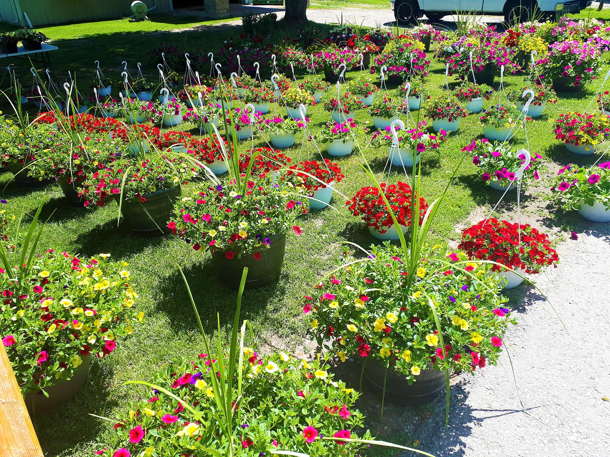 Newman Farms hanging baskets of flowers