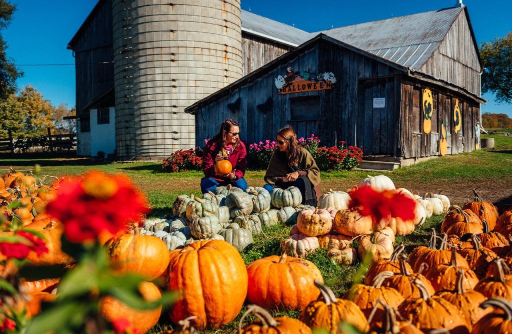 Oro Lifestyle 2019 Pumpkin Browns Farm