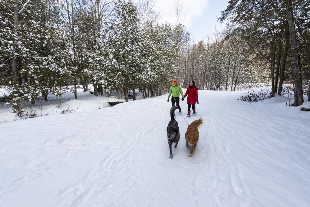 Dog walking hiking winter oro medonte