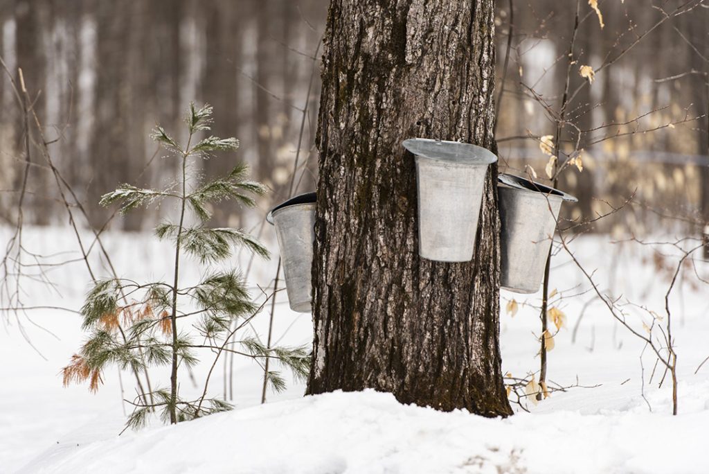 Maple Tree AHP22