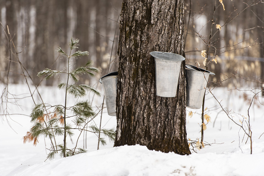 Maple Tree AHP22