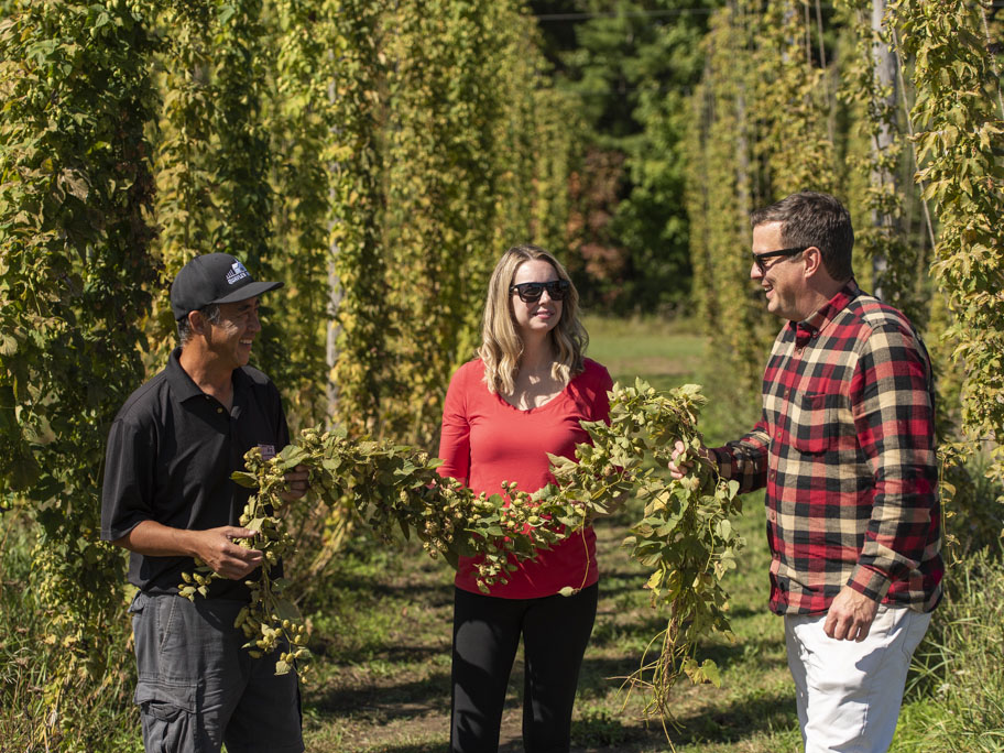 Quayle's brewery hops yard