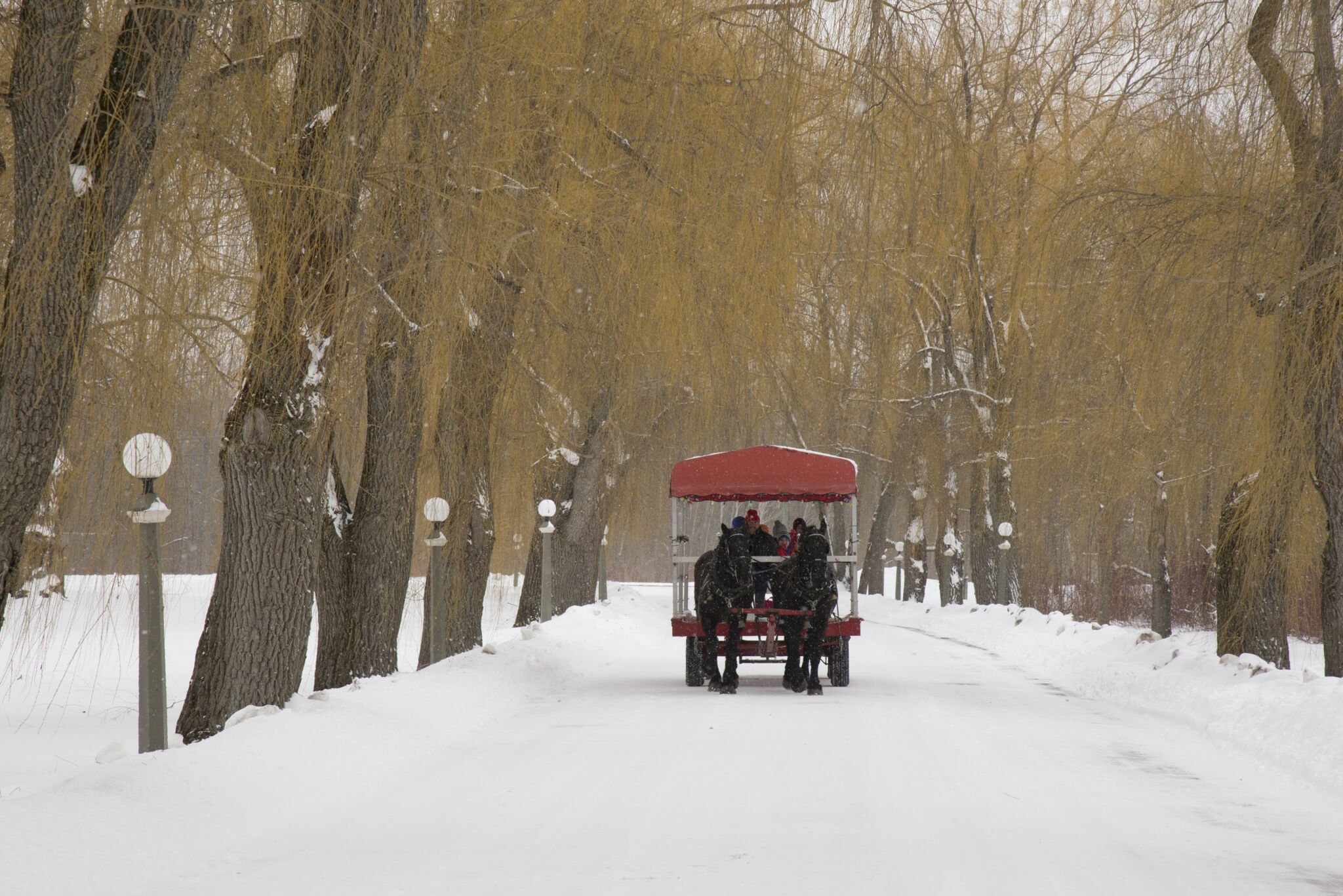 horse drawn carriage