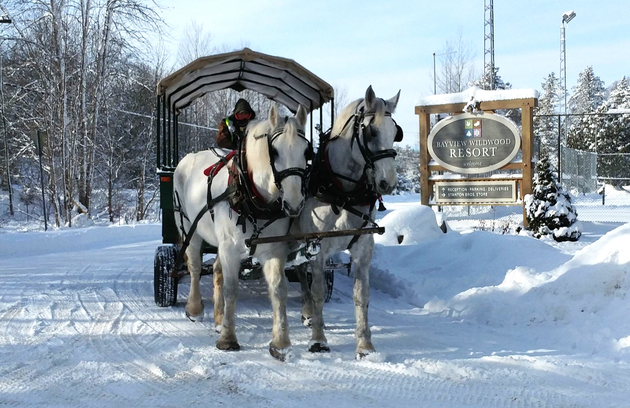 horse drawn carriage