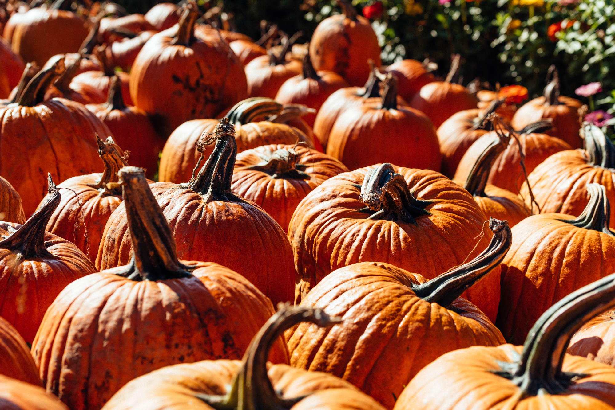 Pumpkin Halloween October