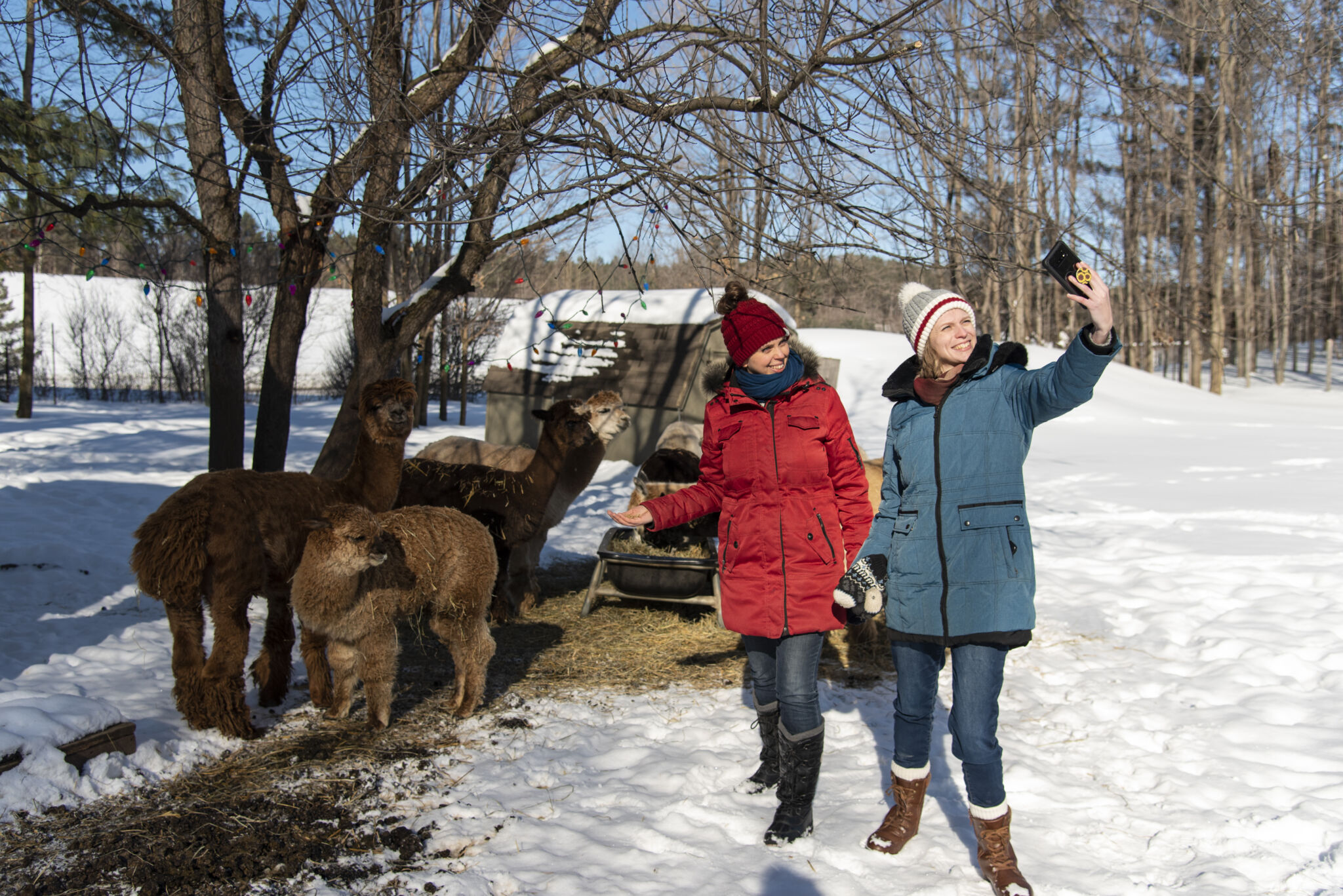 Friends visit an Alpaca Farm in Oro Medonte