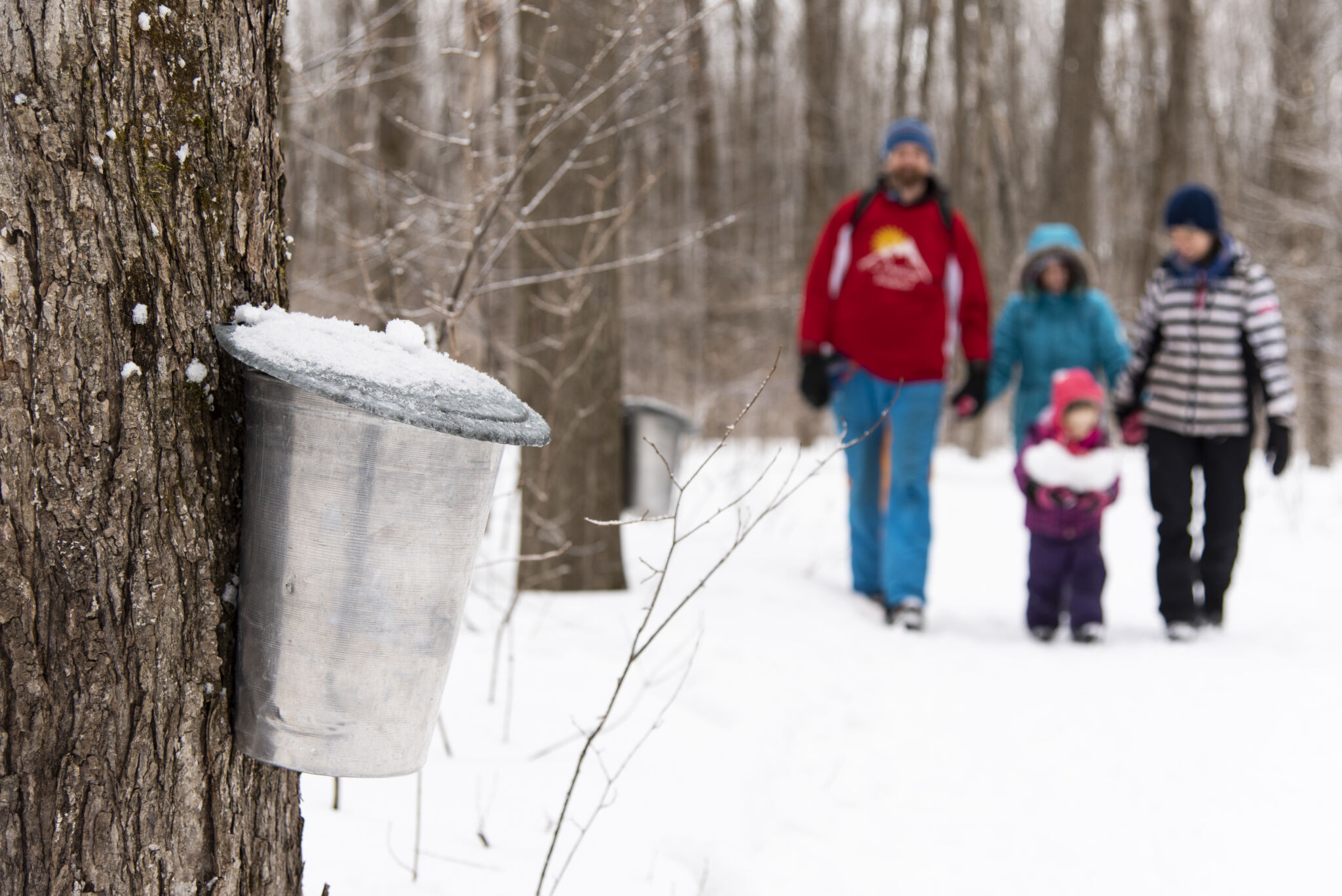 Maple Weekend