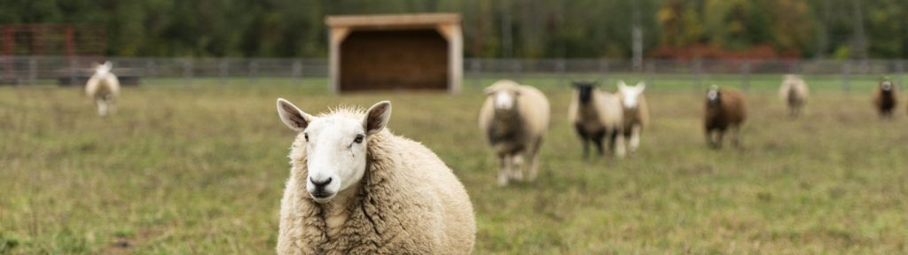 Sheep grazing in a farm pasture