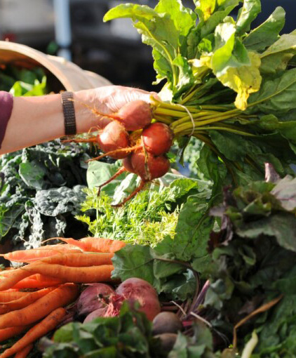 Hands selecting carrots at a farm market