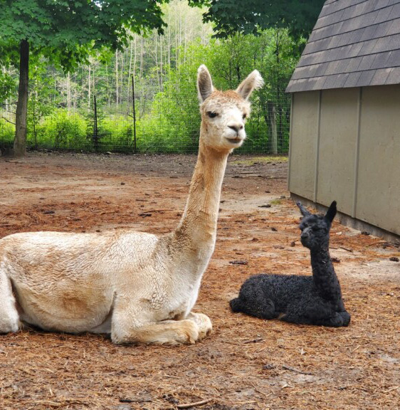 Davidson Alpacas 20210709 093337