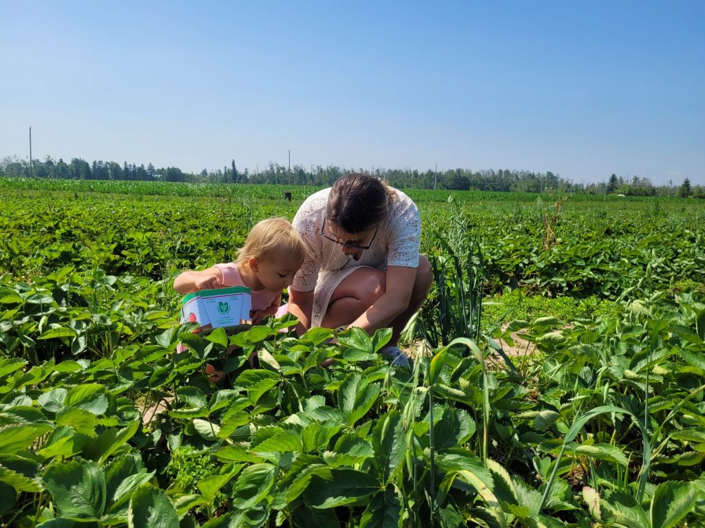 Berry Picking