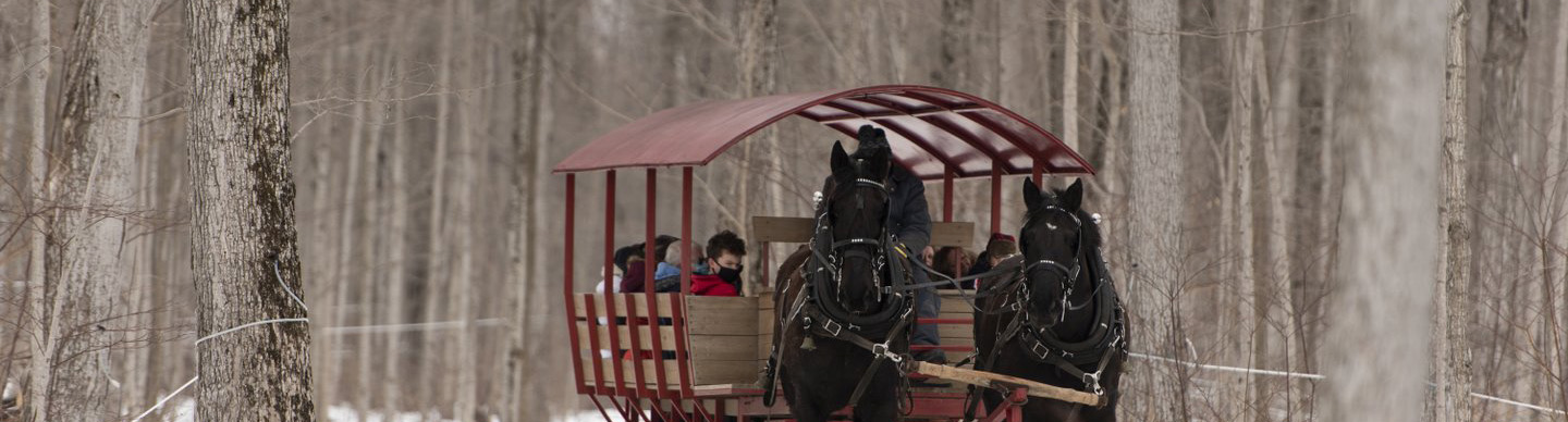 Horse-drawn sleigh travelling through a winter forest
