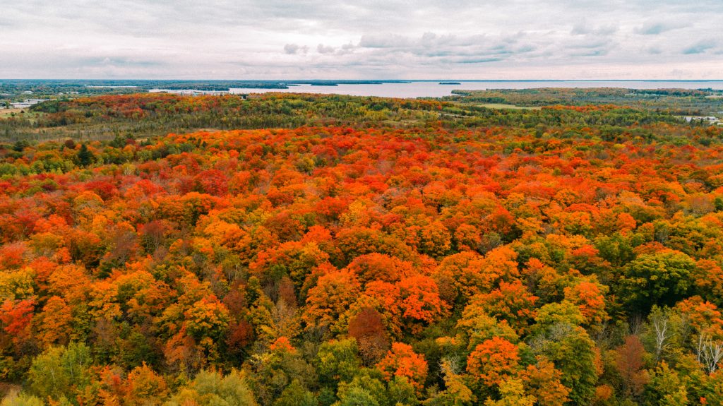 Fall Colours