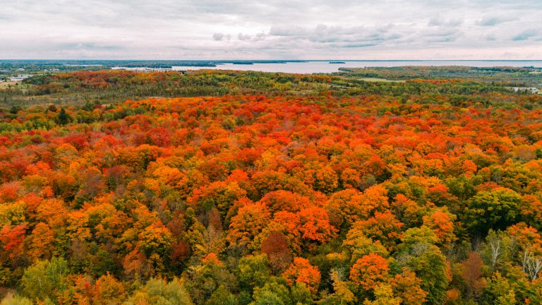 Fall Colours