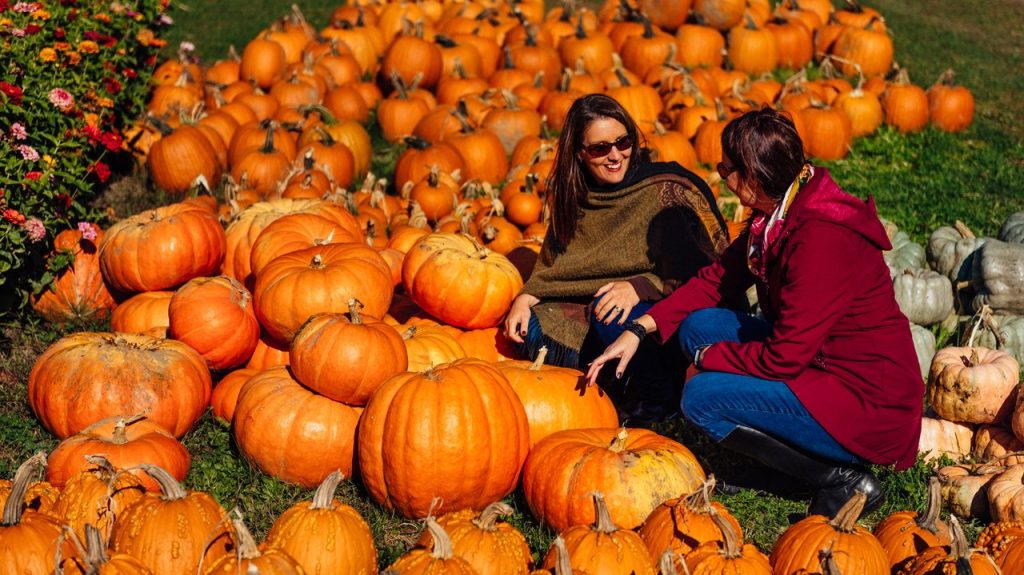 Oro-Medonte Pumpkins